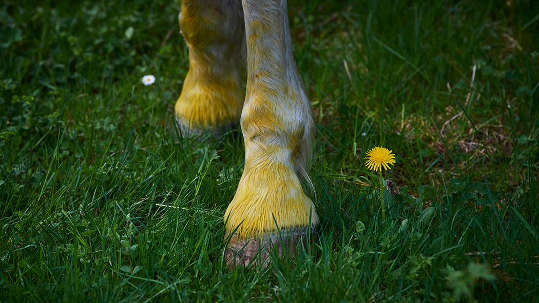 Nach kurzer Zeit sind die Beine ganz Gelb vom Blütenstaub des Löwenzahns.