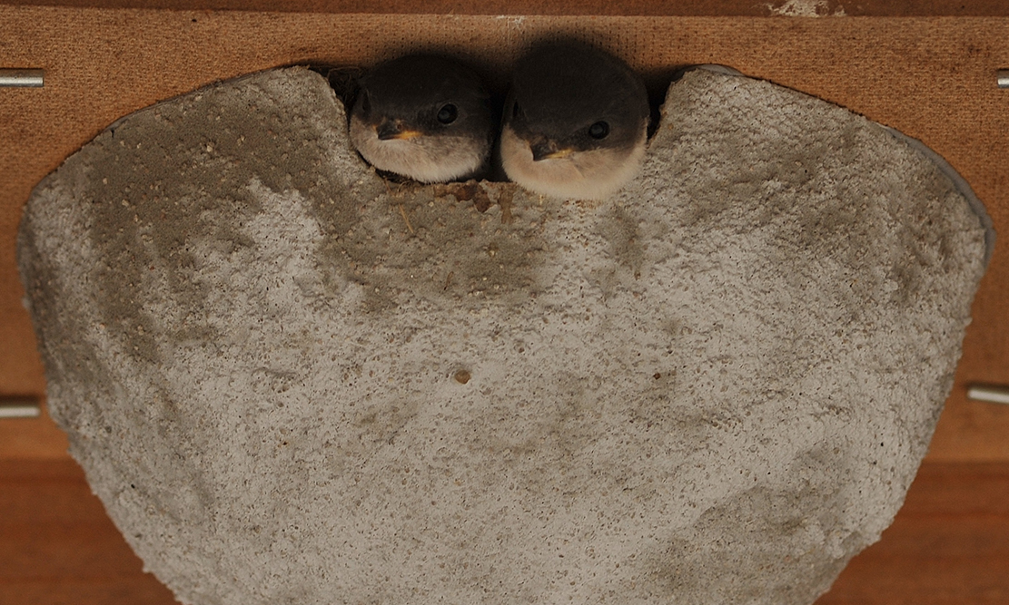 Junge Mehlschwalben im Nest